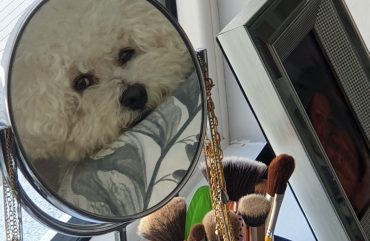 Alfie by Lorraine_International Student blog Maynooth University