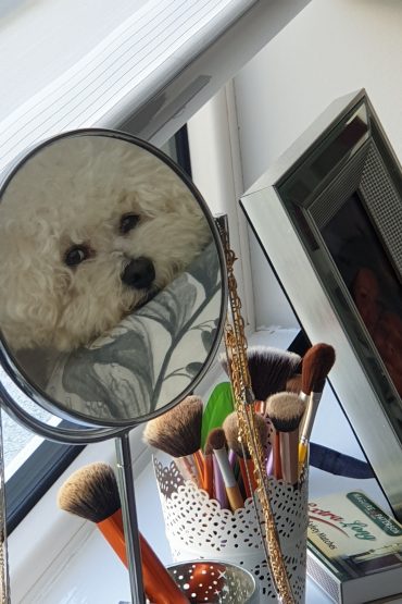 Alfie by Lorraine_International Student blog Maynooth University