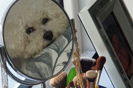 Alfie by Lorraine_International Student blog Maynooth University