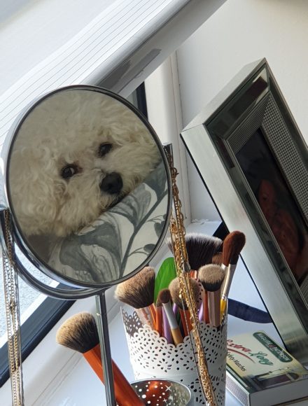 Alfie by Lorraine_International Student blog Maynooth University