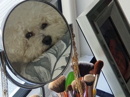 Alfie by Lorraine_International Student blog Maynooth University